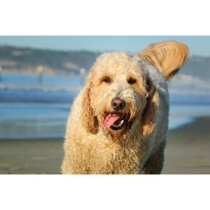 Conclusion-For-Best-Goldendoodle-Breeders-In-Colorado