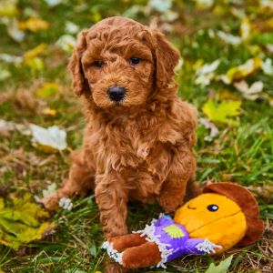 Conclusion-For-Best-Goldendoodle-Breeders-In-Connecticut