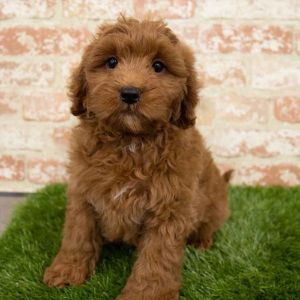 Conclusion-For-Best-Goldendoodle-Breeders-In-Florida