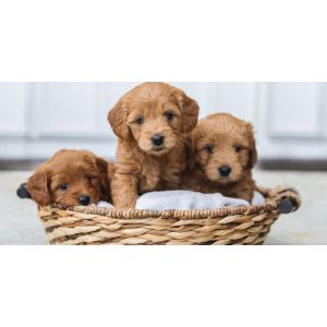 Conclusion-For-Best-Goldendoodle-Breeders-In-Indiana