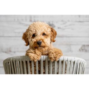 Conclusion-For-Best-Goldendoodle-Breeders-In-Massachusetts