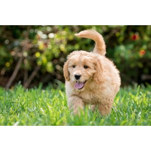 Conclusion-For-Best-Goldendoodle-Breeders-In-Mississippi