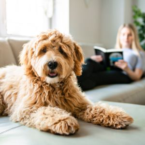 Conclusion-For-Best-Goldendoodle-Breeders-In-Missouri