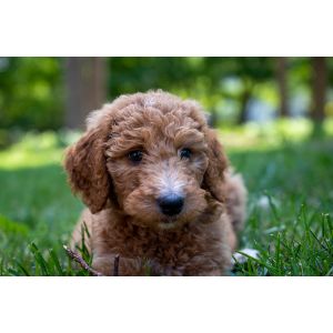 Conclusion-For-Best-Goldendoodle-Breeders-In-New-Hampshire