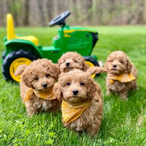 Conclusion-For-Best-Goldendoodle-Breeders-In-Tennessee