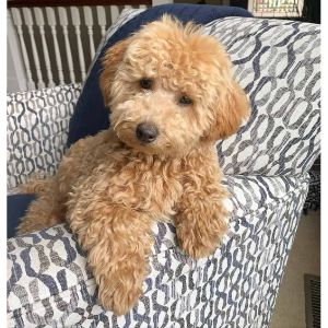 Conclusion-For-Best-Goldendoodle-Breeders-In-Utah