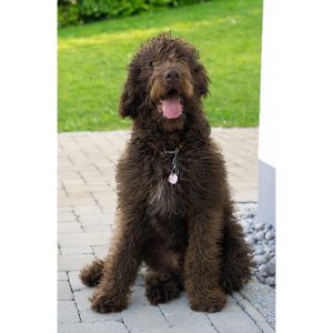 Conclusion-For-Best-Labradoodle-Breeders-In-Florida