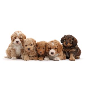 Conclusion-For-Best-Labradoodle-Breeders-In-Indiana