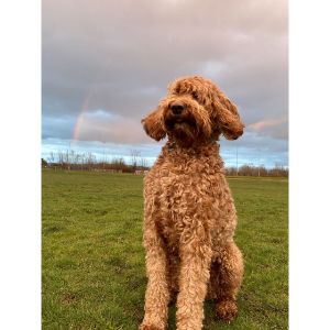 Conclusion-For-Best-Labradoodle-Breeders-In-Los-Angeles