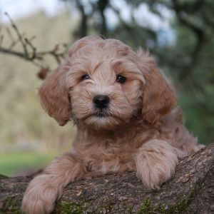 Conclusion-For-Best-Labradoodle-Breeders-In-Maryland