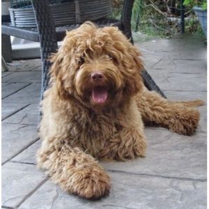 Conclusion-For-Best-Labradoodle-Breeders-In-Mississippi