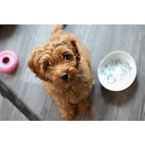 Conclusion-For-Best-Labradoodle-Breeders-In-Missouri