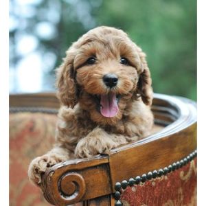 Conclusion-For-Best-Labradoodle-Breeders-In-Tennessee