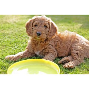 Conclusion-For-Best-Labradoodle-Breeders-In-Utah