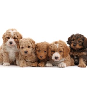 Conclusion-For-Best-Labradoodle-Breeders-In-Washington