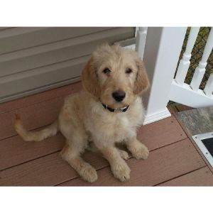 Conclusion-For-Best-Labradoodle-Breeders-in-Virginia