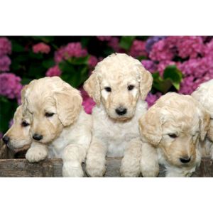 Conclusion-For-Best-Labradoodles-Breeders-In-Illinois