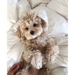 Conclusion-For-Best-Maltipoo-Breeders-In-Connecticut