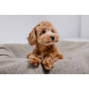 Conclusion-For-Best-Maltipoo-Breeders-In-Maryland