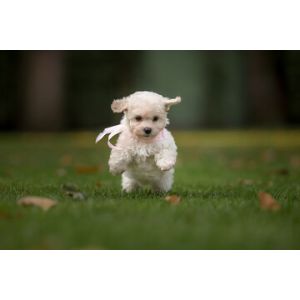Conclusion-For-Best-Maltipoo-Breeders-In-Minnesota