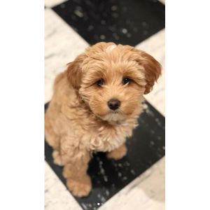 Conclusion-For-Best-Maltipoo-Breeders-In-Mississippi