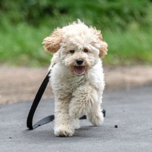 Conclusion-For-Best-Maltipoo-Breeders-In-Missouri