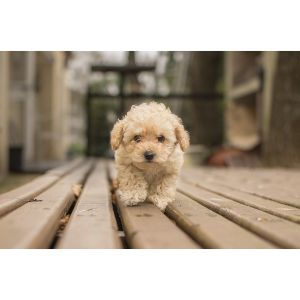 Conclusion-For-Best-Maltipoo-Breeders-In-New-Hampshire