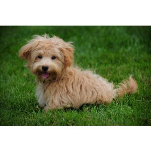 Conclusion-For-Best-Maltipoo-Breeders-In-Utah