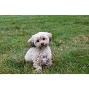 Conclusion-For-Best-Maltipoo-Breeders-In-Washington