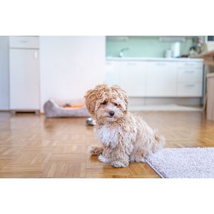 Conclusion-For-Best-Maltipoo-Breeders-In-Wisconsin