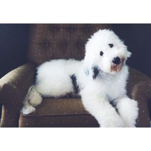 Conclusion-For-Best-Sheepadoodle-Breeders-In-Indiana