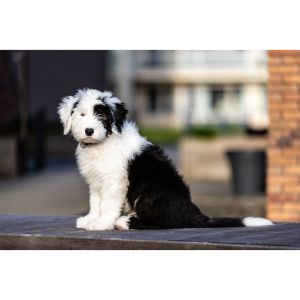 Conclusion-For-Best-Sheepadoodle-Breeders-In-Maryland
