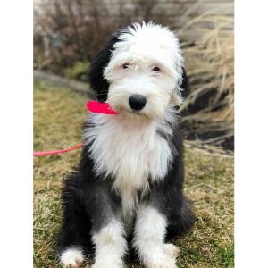 Conclusion-For-Best-Sheepadoodle-Breeders-In-Michigan