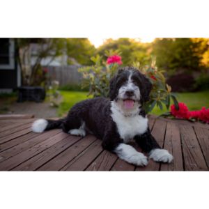 Conclusion-For-Best-Sheepadoodle-Breeders-In-Minnesota