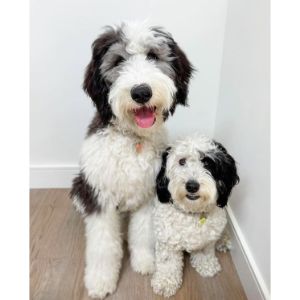 Conclusion-For-Best-Sheepadoodle-Breeders-In-Missouri