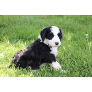 Conclusion-For-Best-Sheepadoodle-Breeders-In-New-Hampshire