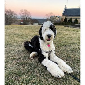 Conclusion-For-Best-Sheepadoodle-Breeders-In-Washington