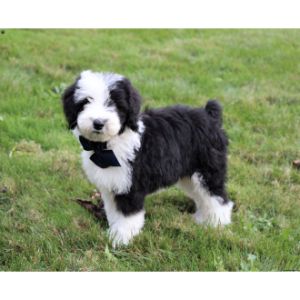 Conclusion-For-Sheepadoodle-Breeders-In-Connecticut