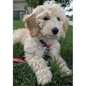 Cosmopolitan-Goldendoodles