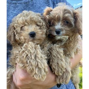 Creekside-Puppy-Adoptions-cavapoo-illonis