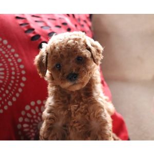 Crockett-Doodles-cokapoo-missipi