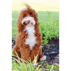 Dawson-Creek-Australian-Labradoodles