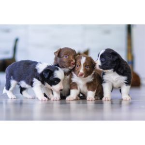 Disadvantages-Of-Dog-Breeding