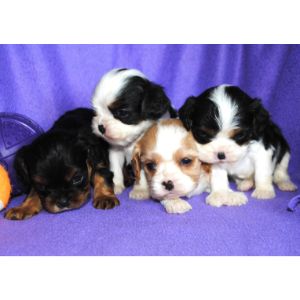 Dream-Catcher-Hill-Cavapoos-Illinois-cavapoo-illonis