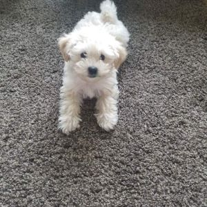 Dryland-Farms-Maltipoo-Puppies