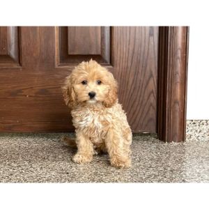 Family-Puppies-cockapoo-indiana