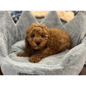 Finding-The-Best-Cavapoo-Breeder-In-Mississippi