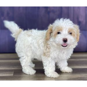 Five-Star-Kennels-maltipoo-utah