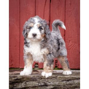 Gentle-Giant-Bernedoodles