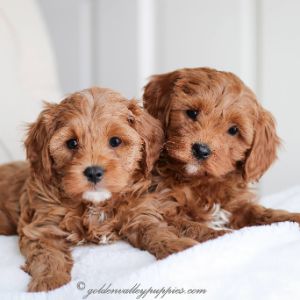 Golden-Valley-Cavapoo-Puppies